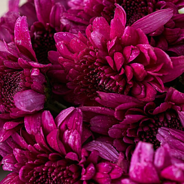 Hoovu Fresh Purple Sevanthi, 100 g