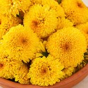 fresho! Chrysanthemum/Shevanti Flower, 1 kg