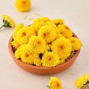 fresho! Chrysanthemum/Shevanti Flower, 1 kg
