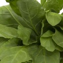 Cleaned Palak - Without roots, 1 kg