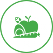 Fruits